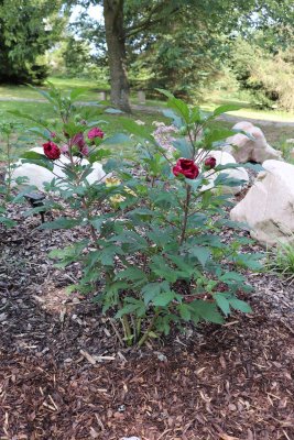 Hibiscus moscheutos 'Robert Fleming' - ibišek bahenní - celek